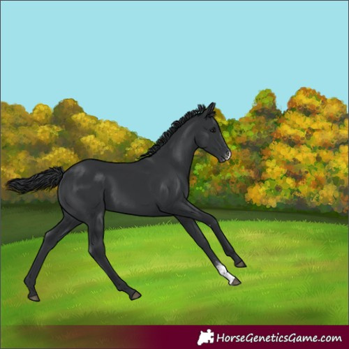 Horse Color:Black Sabino 