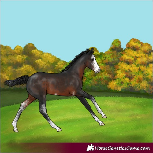 Horse Color:Gray Brown Sabino Varnish 