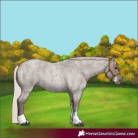 Horse Color:Silver Blue Roan Sabino 