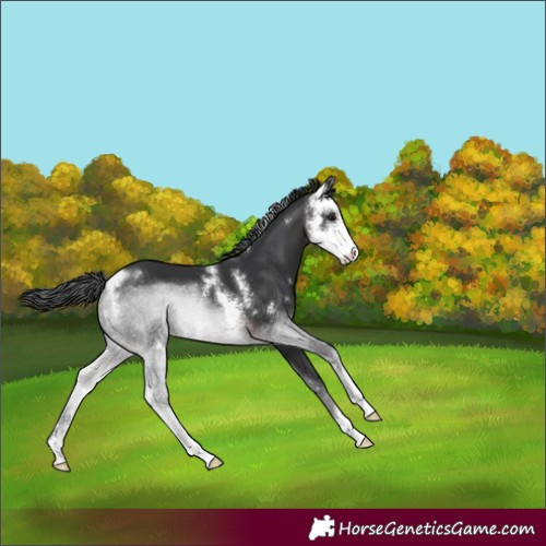 Horse Color:Brown Sabino 