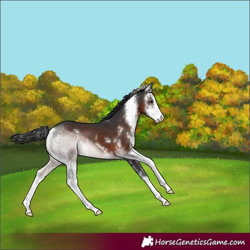 Horse Color:Brown Sabino 