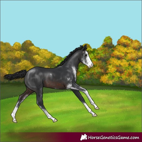Horse Color:Brown Sabino 