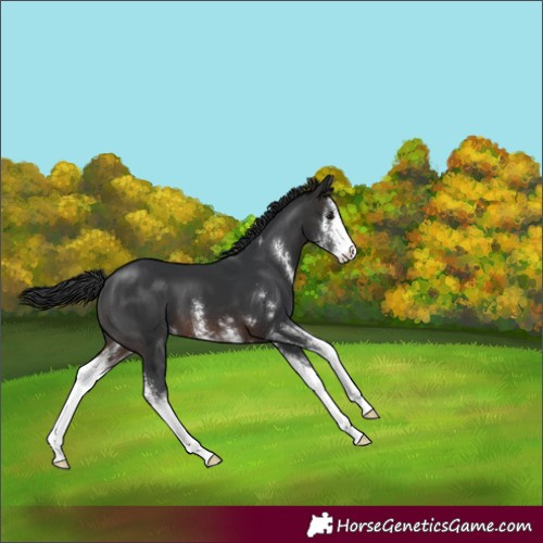 Horse Color:Brown Sabino 