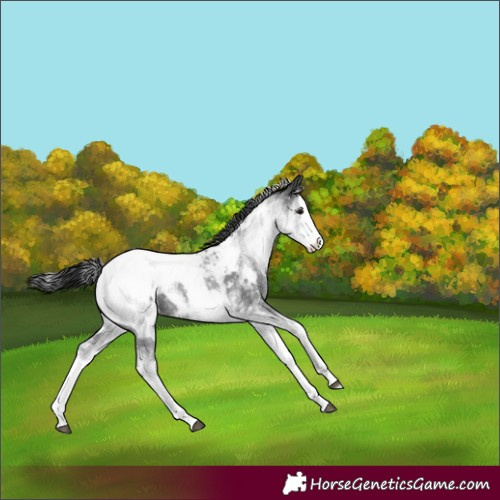 Horse Color:White Spotted Black Sabino Splash Near Fewspot 
