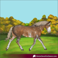 Horse Color:White Spotted Chocolate Palomino Rabicano 