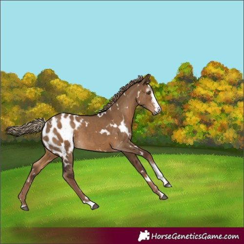 Horse Color:Gray White Spotted Liver Red Dun Sabino Appaloosa 