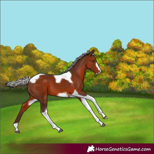 Horse Color:Silver Brown Tobiano Frame 