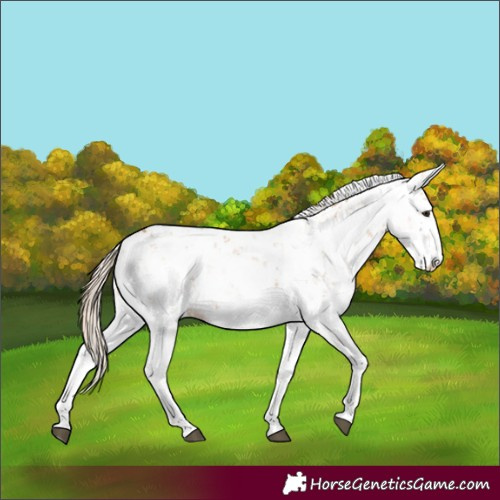Horse Color:Chestnut Sabino 