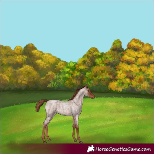Horse Color:Red Roan 