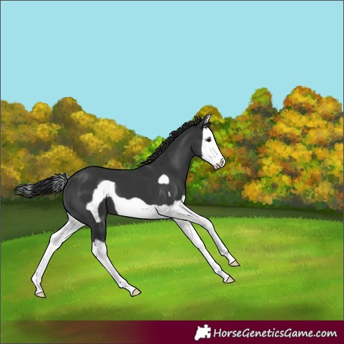 Horse Color:Black Splash Frame 