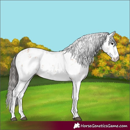 Horse Color:Bay Sabino 