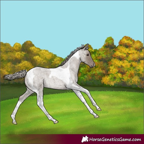 Horse Color:Silver Grullo Roan Tobiano 