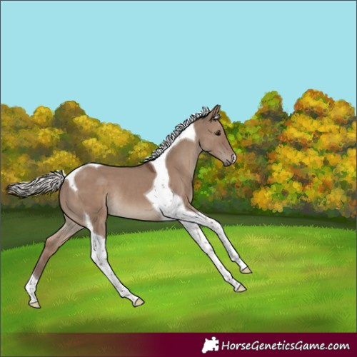 Horse Color:Silver Grullo Tobiano 