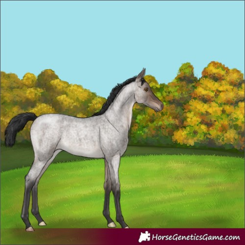 Horse Color:Brown Roan Dun 