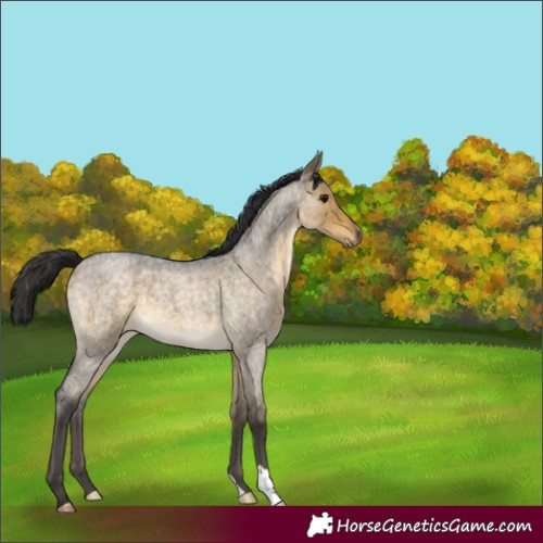Horse Color:Buckskin Roan Dun 