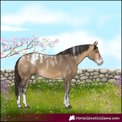 Horse Color:Powder White Buckskin Dun 