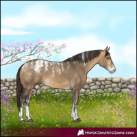 Horse Color:Powder White Buckskin Dun 