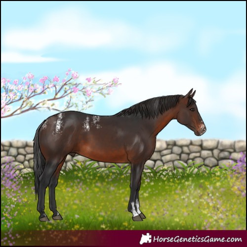 Horse Color:Powder White White Spotted Brown 