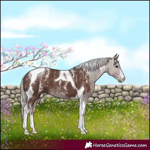 Horse Color:Powder White Silver Black Tobiano 