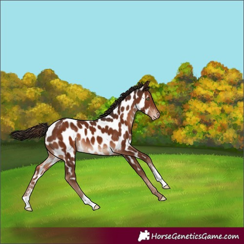 Horse Color:Liver Chestnut Appaloosa 