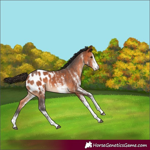 Horse Color:White Spotted Bay Appaloosa 