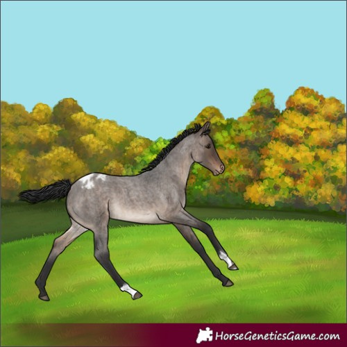 Horse Color:Brown Roan Dun Varnish 