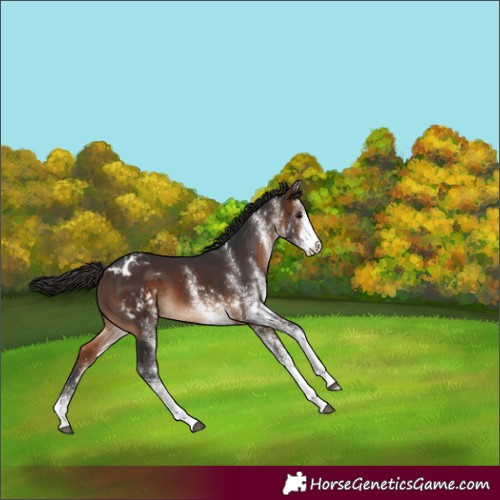 Horse Color:White Spotted Brown Appaloosa 