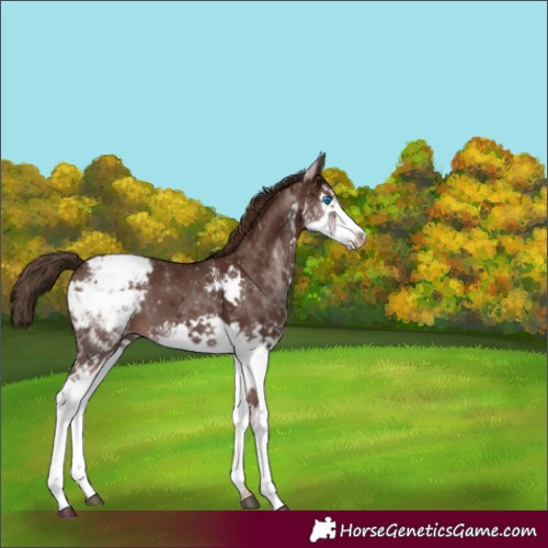 Horse Color:Liver Chestnut Splash Appaloosa 