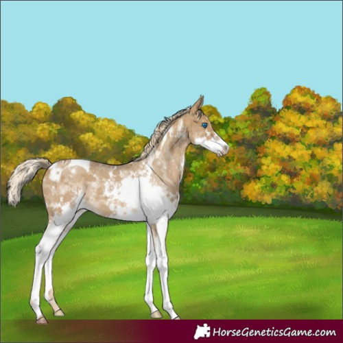 Horse Color:Chocolate Palomino Dun Sabino Splash Tobiano Appaloosa 