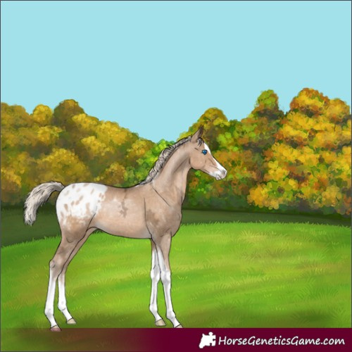 Horse Color:Chocolate Palomino Ice Pearl Splash Tobiano Appaloosa 