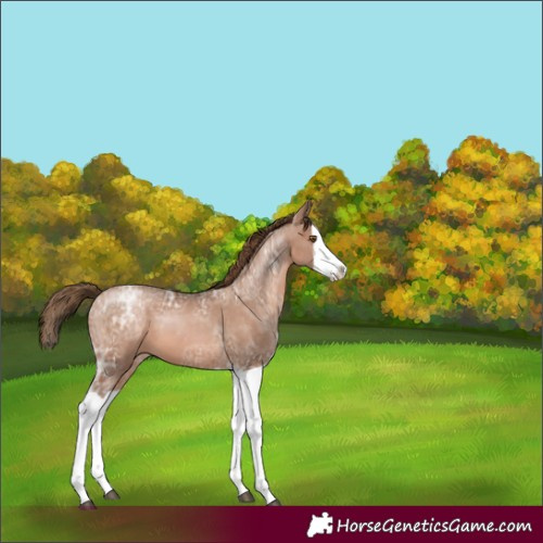 Horse Color:Brown Ice Pearl Splash Appaloosa 
