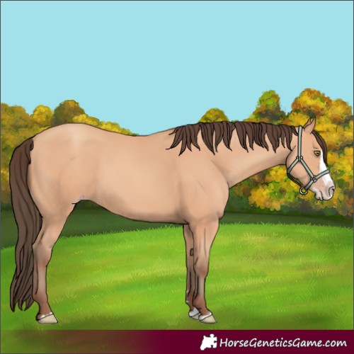 Horse Color:Amber Champagne Splash 