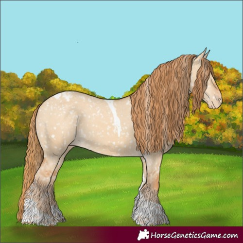 Horse Color:Red Dun Tobiano Appaloosa 