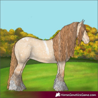 Horse Color:Red Dun Tobiano Appaloosa 