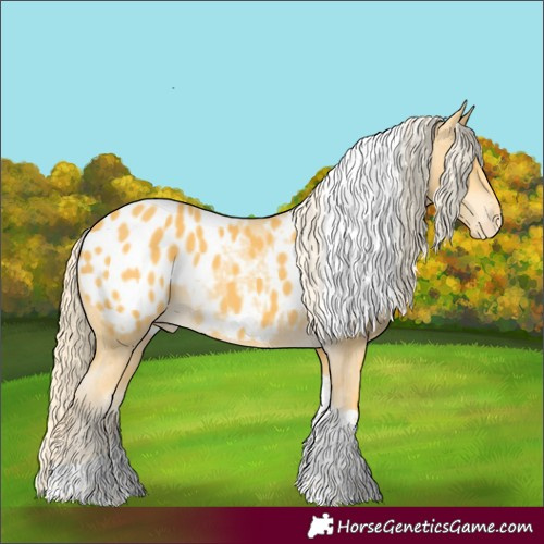 Horse Color:Palomino Tobiano Appaloosa