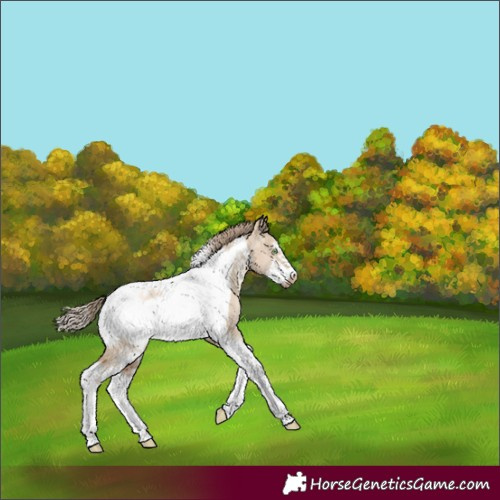 Horse Color:Liver Red Dun Pearl Sabino Tobiano Frame Rabicano 