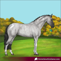 Horse Color:Grullo Roan Tobiano