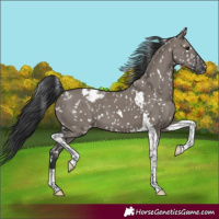 Horse Color:Grullo Tobiano Appaloosa 