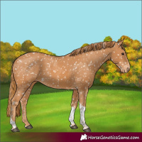 Horse Color:Chestnut Tobiano Appaloosa 