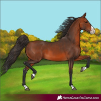 Horse Color:Bay Splash 