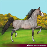 Horse Color:Brown Roan Splash 