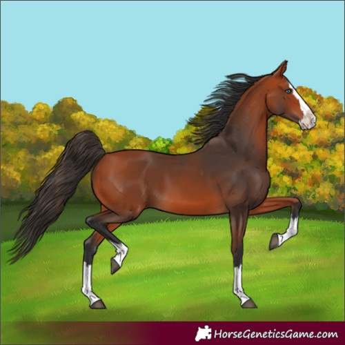 Horse Color:Bay Splash 