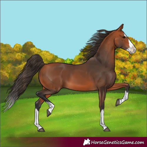 Horse Color:Bay Splash 