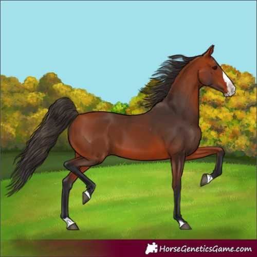 Horse Color:Bay Splash 