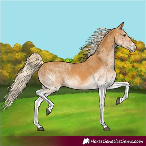 Horse Color:White Spotted Palomino 