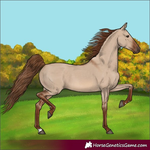 Horse Color:Red Dun Rabicano 