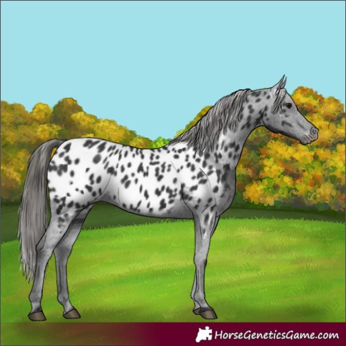 Horse Color:Black Appaloosa 