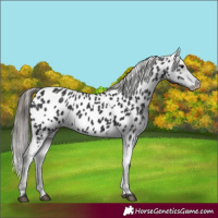 Horse Color:Black Appaloosa