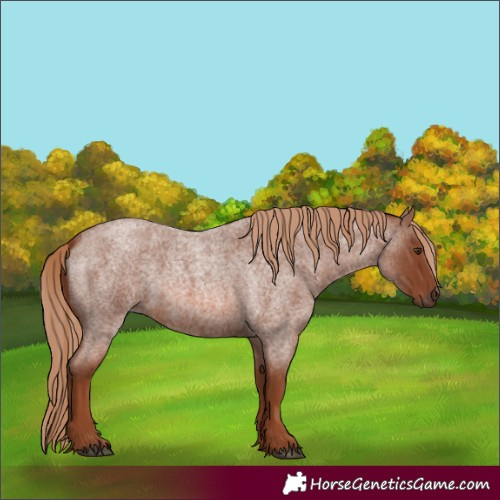 Horse Color:Unknown 