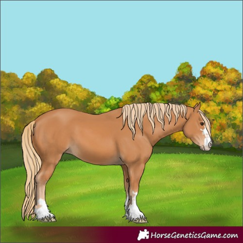 Horse Color:Unknown 